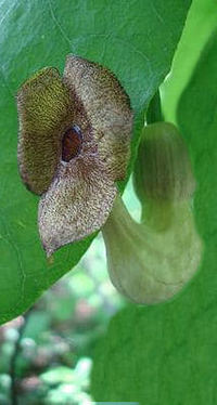 Aristolochia macrophylla