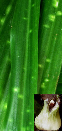 Aspidistra minutiflora 'Spangled Ribbons'