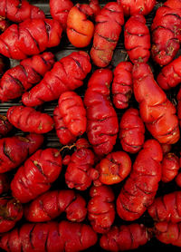 Oxalis tuberosa 'Mexican Red'