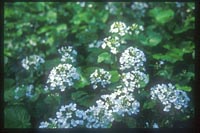 Pachyphragma macrophyllum