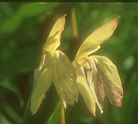 Roscoea × beesiana