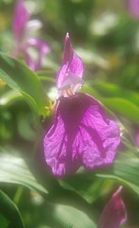 Roscoea auriculata early flowering