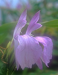 Roscoea purpurea tall form
