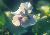Viola verecunda