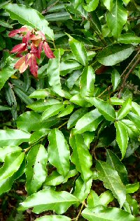 Acer albopurpurascens