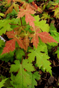 Acer tschonoskii ssp. koreanum