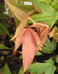 Acer tonkinense ssp. liquidambarifolium