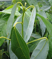 Acer laurinum