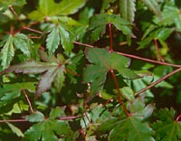 Acer pseudosieboldianum v. microsieboldianum