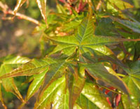 Acer truncatum v. barbinerve
