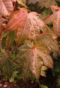 Acer campbellii v. serratifolium see campbellii v. camp