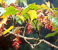 Acer pectinatum ssp. pectinatum