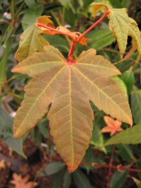 Acer heptaphlebium