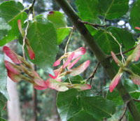 Acer crataegifolium