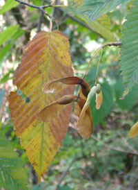 Acer carpinifolium