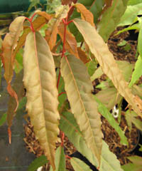 Acer erythranthum