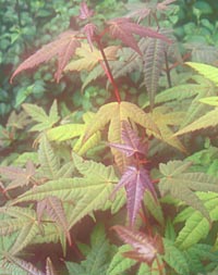 Acer campbellii v. fansipanense see pectinatum ssp. pec