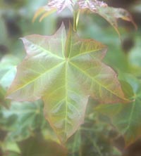 Acer okamotoanum
