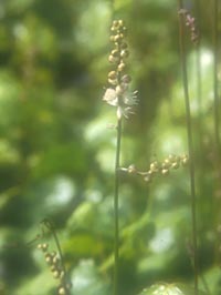 Actaea japonica from Chejudõ