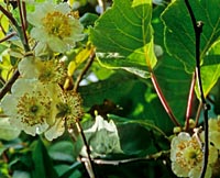 Actinidia sp. from China