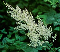 Actaea dahurica