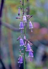 Adenophora verticilliata
