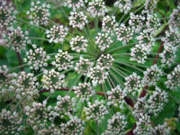 Heracleum aff. dulce