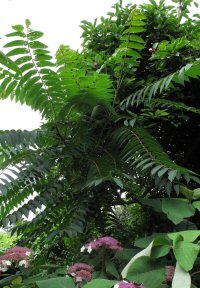 Ailanthus altissima v. tanakae