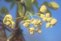 Akebia quinata white flowered form