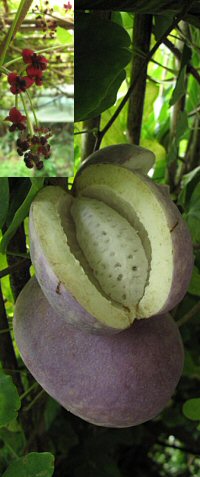 Akebia trifoliata 'Big Fruit'