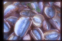 Akebia quinata