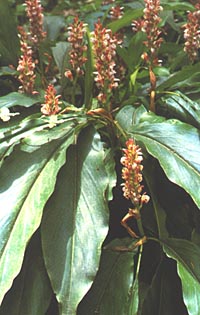 Alpinia japonica