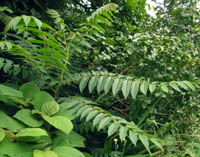 Ailanthus altissima v. tanakae