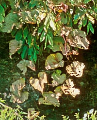 Ampelocissus sikkimensis