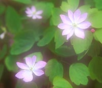 Anemonella thalictroides f. rosea