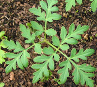 Angelica sp. from Guatemala