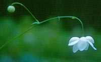 Anemonopsis macrophylla 'White Swan'