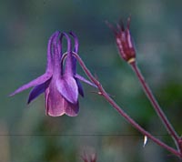 Aquilegia rockii