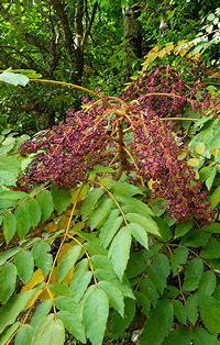 Aralia decaisneana