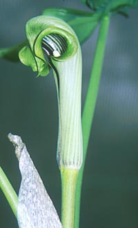 Arisaema ringens f. praecox