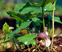 Arisarum proboscideum