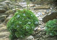 Artemisia kawakamii