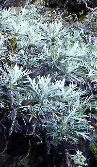 Artemisia somai v. batakensis