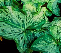Arum italicum 'Green Marble'