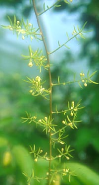Asparagus cochinchinensis