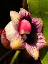 Aspidistra erecta