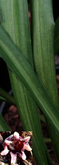 Aspidistra linearifolia 'Skinny Dippin'