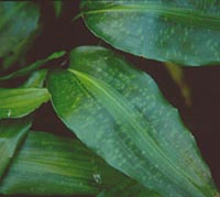Aspidistra zongbayi 'Uan Fat Lady'