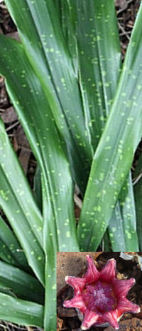 Aspidistra ebianensis 'Flowering Fountains'