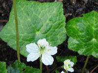 Asteropyrum cavaleri